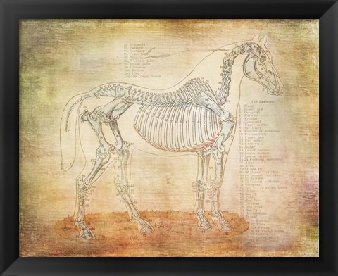 Framed Horse Anatomy 301 Print