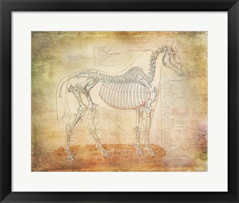 Framed Horse Anatomy 301 Print