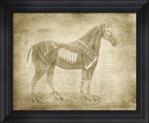 Framed Horse Anatomy 401 Print