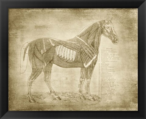 Framed Horse Anatomy 401 Print