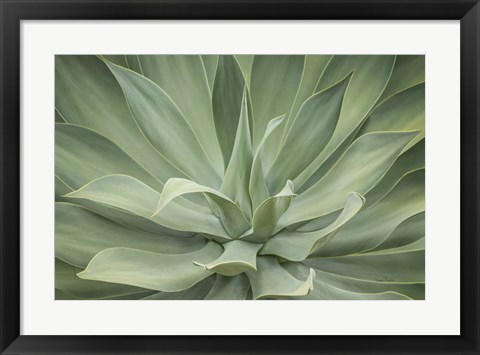 Framed Elegant Agave Print