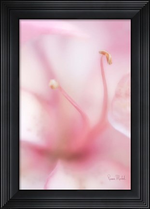 Framed Softness Print