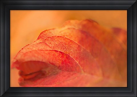 Framed Fall Leaf Print