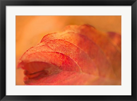 Framed Fall Leaf Print