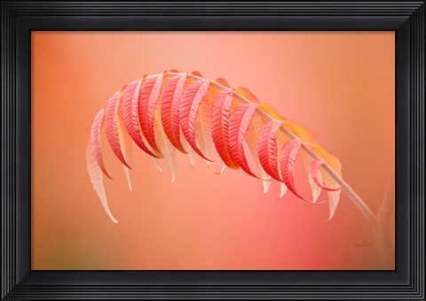 Framed Sumac Branch Print