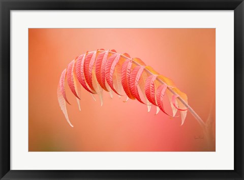 Framed Sumac Branch Print