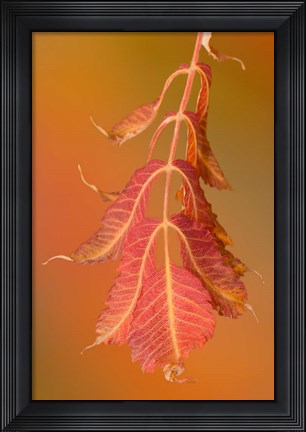 Framed Sumac Twig Print