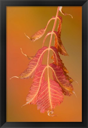 Framed Sumac Twig Print