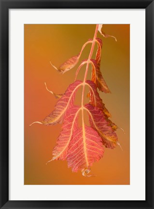 Framed Sumac Twig Print