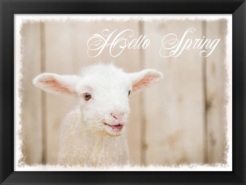 Framed Hello Spring Lamb Print