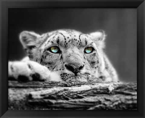 Framed Pop of Color Snow Leopard Eyes Print