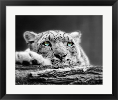 Framed Pop of Color Snow Leopard Eyes Print