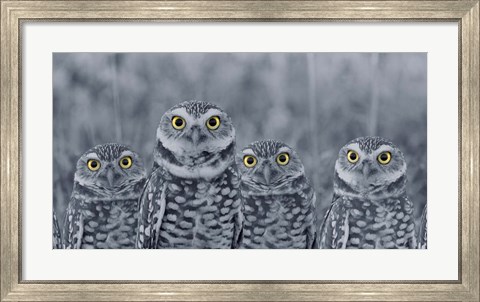 Framed Pop of Color Burrowing Owl Family Print
