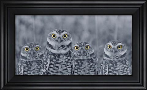 Framed Pop of Color Burrowing Owl Family Print