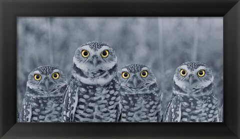 Framed Pop of Color Burrowing Owl Family Print