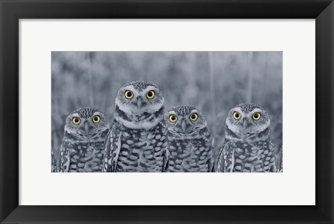 Framed Pop of Color Burrowing Owl Family Print