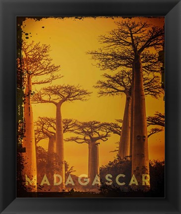 Framed Vintage Baobab Trees in Madagascar, Africa Print