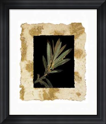 Framed Phillip Jaeger - Floral Noir I Size 19.75x23.75 Print