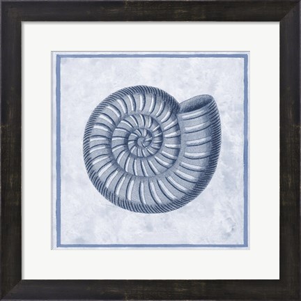 Framed Blue Nautilus A Print
