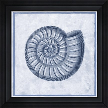 Framed Blue Nautilus A Print
