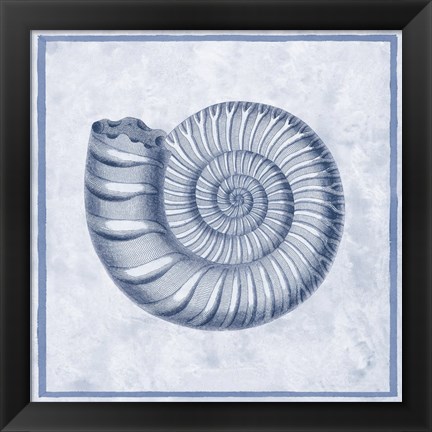 Framed Blue Nautilus B Print