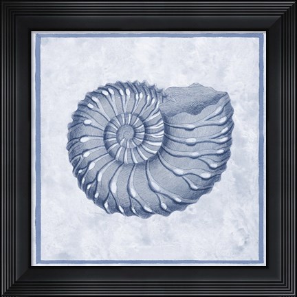 Framed Blue Nautilus C Print