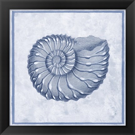 Framed Blue Nautilus C Print