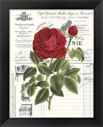 Framed Heirloom Roses B Print