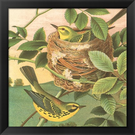 Framed Goldfinch &amp; Warbler B Print