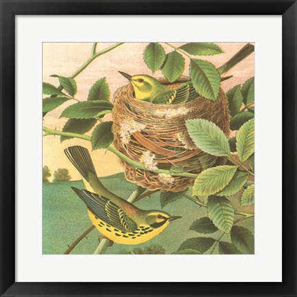 Framed Goldfinch &amp; Warbler B Print