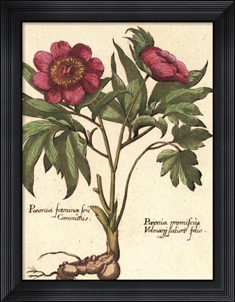 Framed Giant Peony I Print