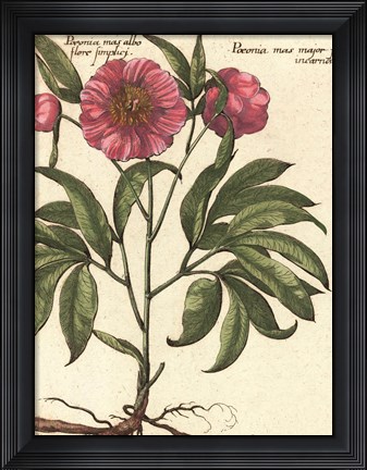 Framed Giant Peony II Print