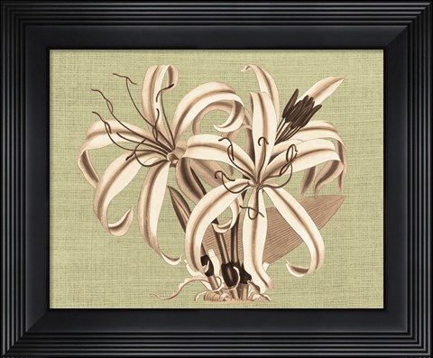 Framed Regence Lily I Print