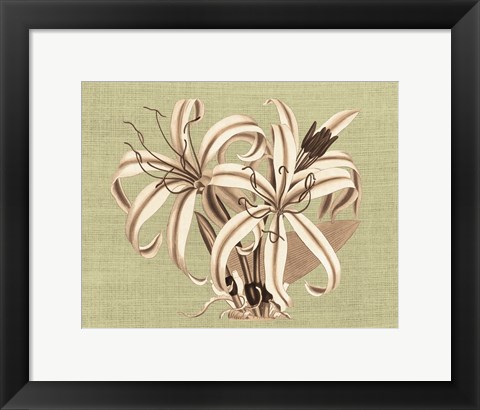 Framed Regence Lily I Print