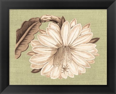 Framed Regence Lily II Print