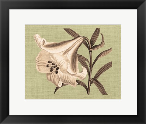 Framed Regence Lily III Print