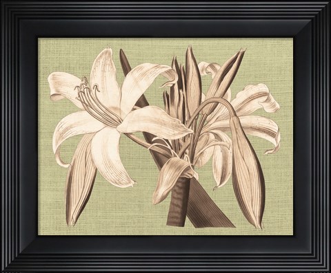 Framed Regence Lily IV Print