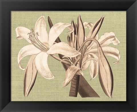 Framed Regence Lily IV Print