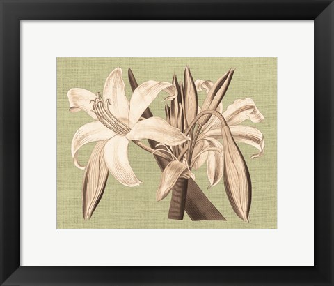 Framed Regence Lily IV Print