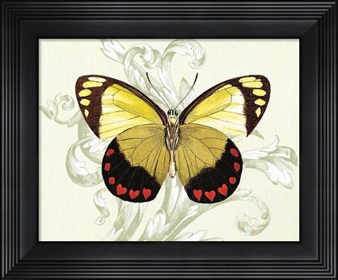 Framed Butterfly Theme II Print