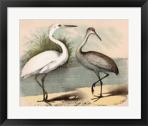 Framed Coastal Visitors II Print