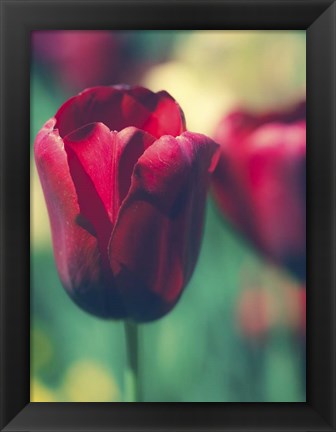 Framed Tulip Sway I Print