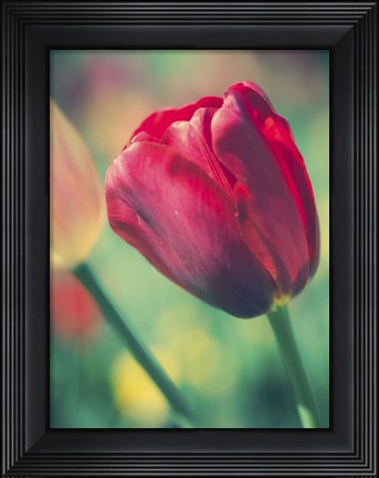 Framed Tulip Sway II Print
