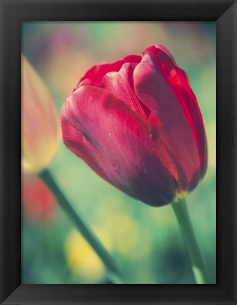 Framed Tulip Sway II Print