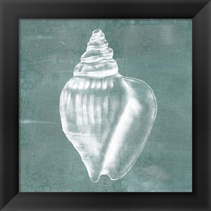Framed Solitary Shell II Print