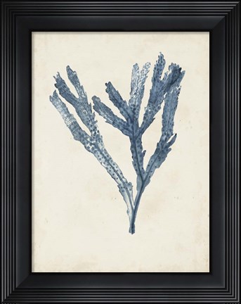 Framed Seaweed Specimens I Print