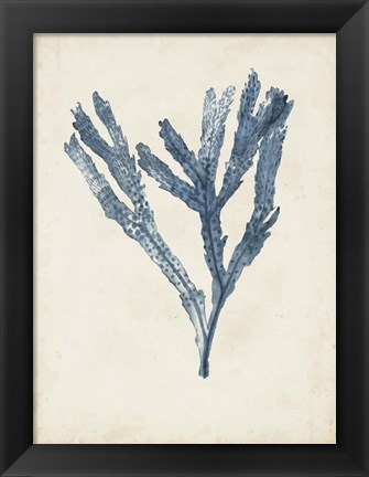 Framed Seaweed Specimens I Print