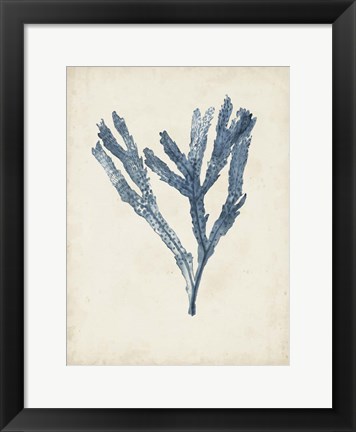 Framed Seaweed Specimens I Print