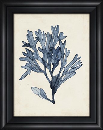 Framed Seaweed Specimens II Print