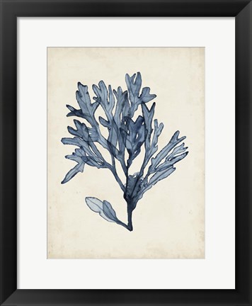 Framed Seaweed Specimens II Print